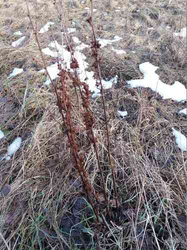 Curly dock(Rumex crispus)