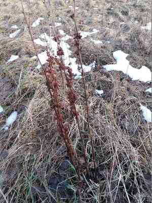 Curly dock(Rumex crispus)