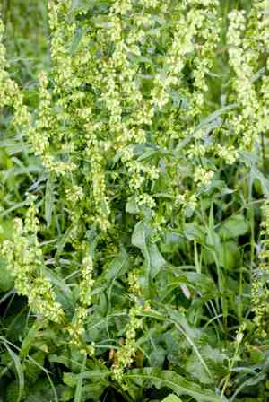 Curly dock(Rumex crispus)