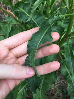 Curly dock(Rumex crispus)