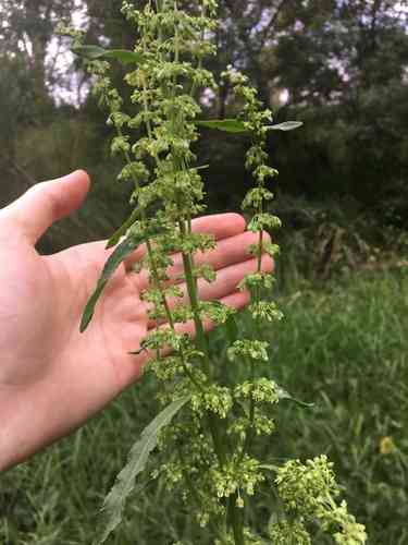 Curly dock(Rumex crispus)