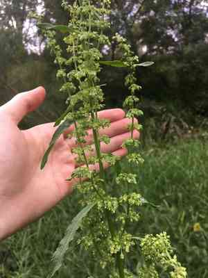 Curly dock(Rumex crispus)