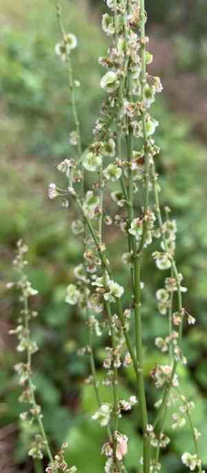 Heartwing Sorrel(Rumex hastatulus)