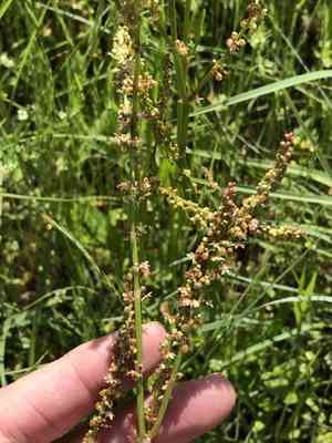 Heartwing Sorrel(Rumex hastatulus)