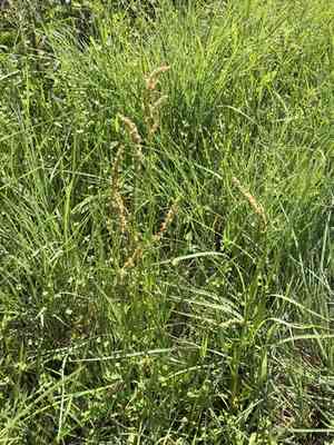 Heartwing Sorrel(Rumex hastatulus)