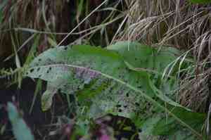Great water dock(Rumex hydrolapathum)