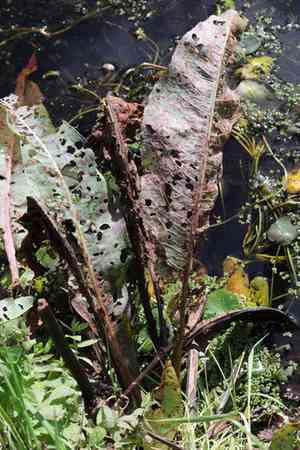 Great water dock(Rumex hydrolapathum)