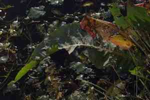 Great water dock(Rumex hydrolapathum)