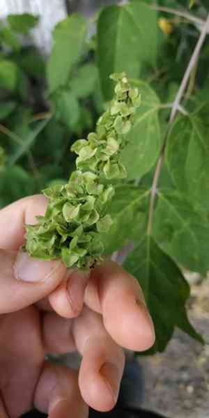 Northern dock(Rumex longifolius)