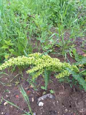 Northern dock(Rumex longifolius)
