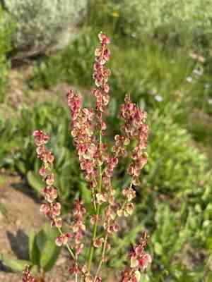Alpine sheep sorrel(Rumex paucifolius)