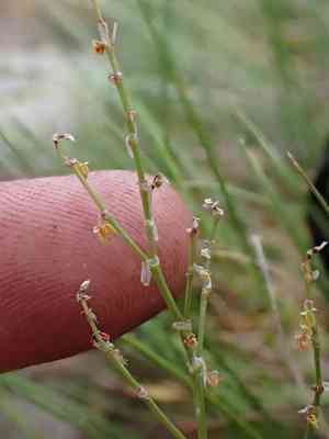 Alpine sheep sorrel(Rumex paucifolius)