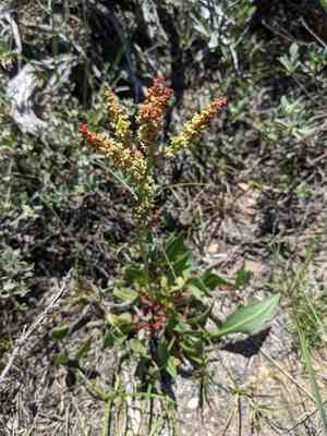 Alpine sheep sorrel(Rumex paucifolius)