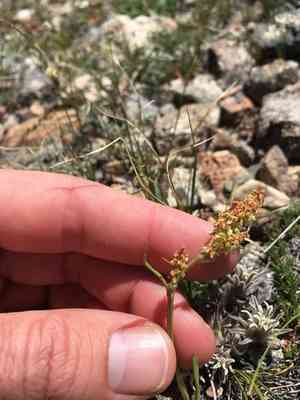 Alpine sheep sorrel(Rumex paucifolius)