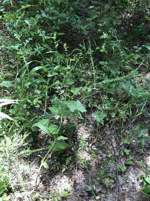 Fiddle dock(Rumex pulcher)