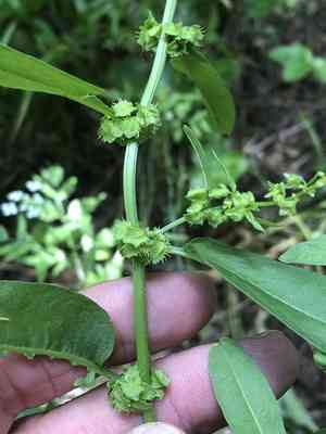 Fiddle dock(Rumex pulcher)
