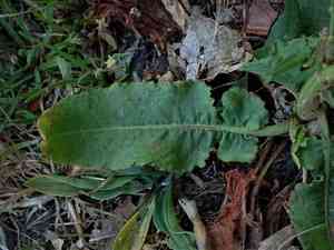 Fiddle dock(Rumex pulcher)