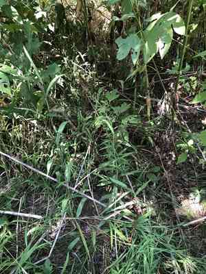 Fiddle dock(Rumex pulcher)