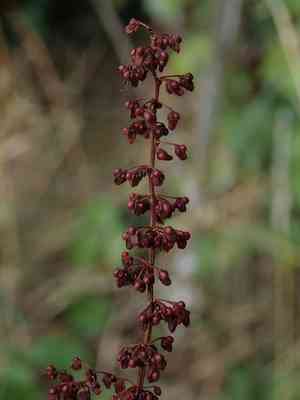 Redvein dock(Rumex sanguineus)