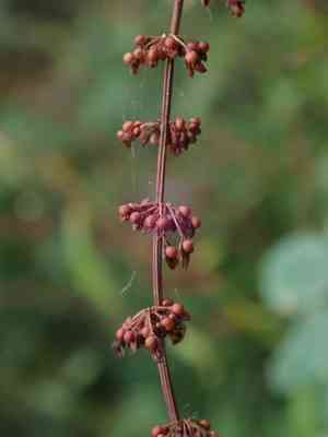 Redvein dock(Rumex sanguineus)