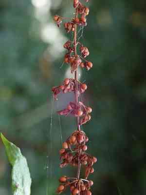 Redvein dock(Rumex sanguineus)