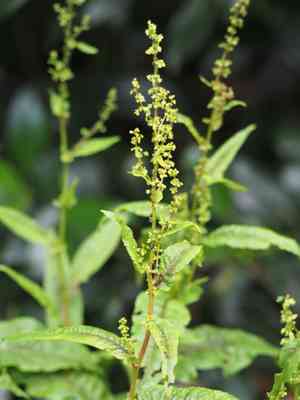 Redvein dock(Rumex sanguineus)
