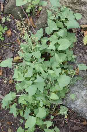 Buckler-leaved sorrel(Rumex scutatus)