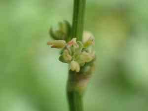 Buckler-leaved sorrel(Rumex scutatus)