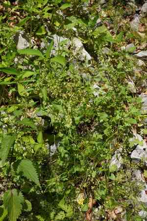 Buckler-leaved sorrel(Rumex scutatus)