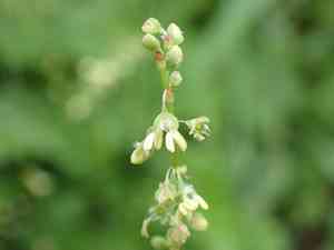 Buckler-leaved sorrel(Rumex scutatus)