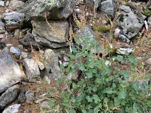 Buckler-leaved sorrel(Rumex scutatus)