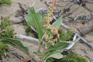 Veiny dock(Rumex venosus)