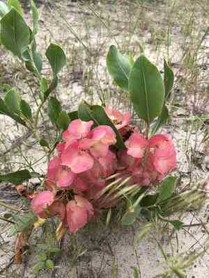 Veiny dock(Rumex venosus)
