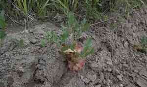 Veiny dock(Rumex venosus)