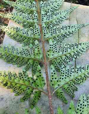 Leatherleaf fern(Rumohra adiantiformis)