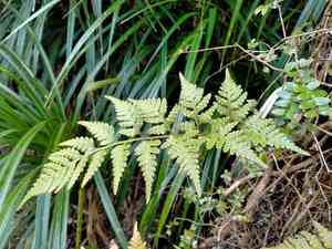 Leatherleaf fern(Rumohra adiantiformis)