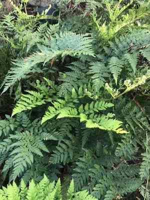 Leatherleaf fern(Rumohra adiantiformis)