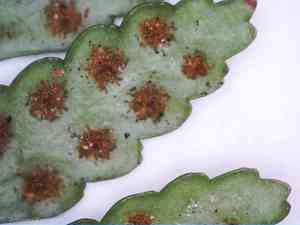 Leatherleaf fern(Rumohra adiantiformis)