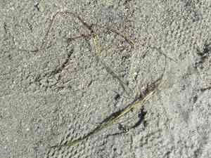 Spiral ditchgrass(Ruppia cirrhosa)