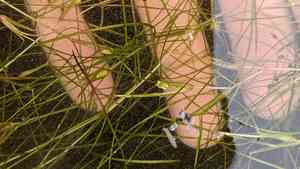 Spiral ditchgrass(Ruppia cirrhosa)