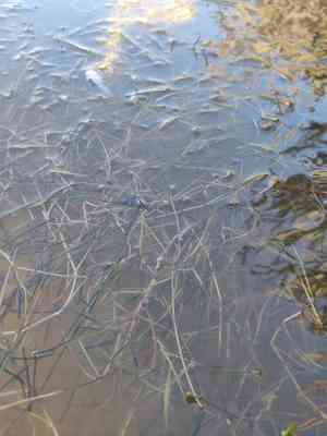 Spiral ditchgrass(Ruppia cirrhosa)