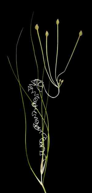 Widgeonweeds (Ruppia)(Ruppia)