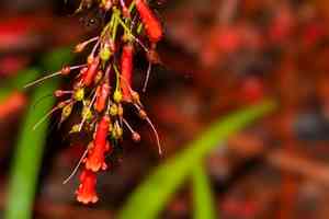 Firecracker plant(Russelia equisetiformis)