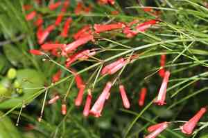 Firecracker plant(Russelia equisetiformis)