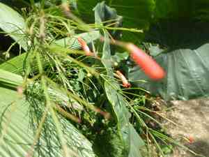 Firecracker plant(Russelia equisetiformis)