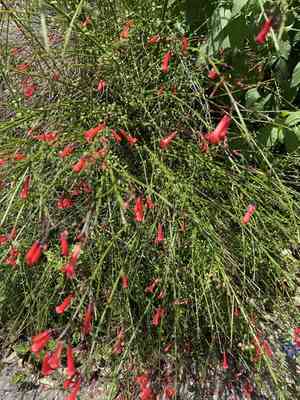 Firecracker plant(Russelia equisetiformis)