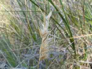Kneed Wallaby-grass(Rytidosperma geniculatum)