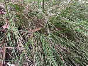 Kneed Wallaby-grass(Rytidosperma geniculatum)