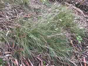 Kneed Wallaby-grass(Rytidosperma geniculatum)