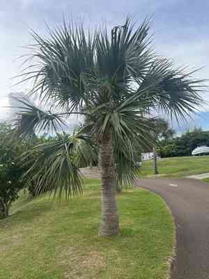 Bermuda palm(Sabal bermudana)